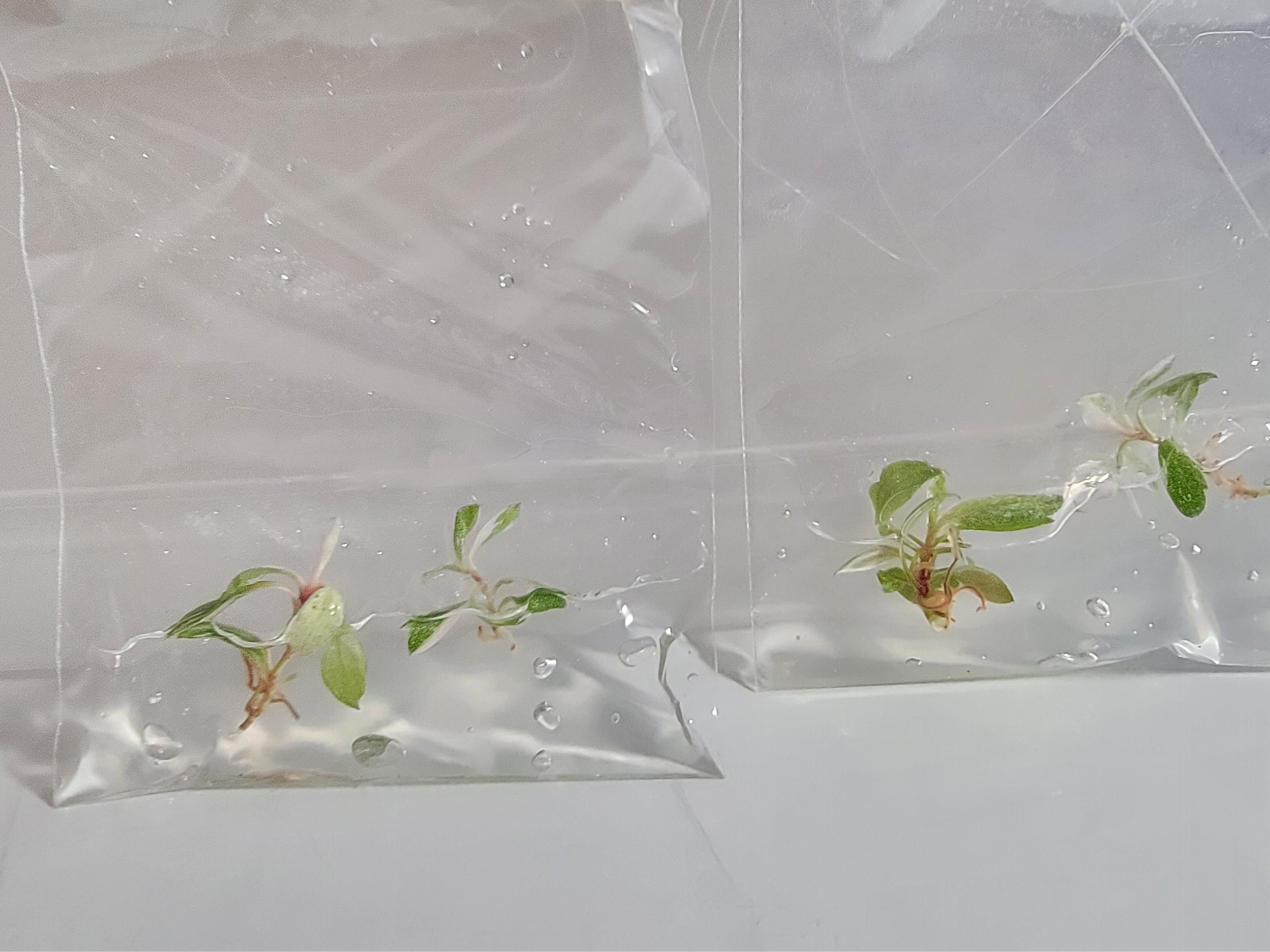 Two clear plastic bags with small plants inside on a white background