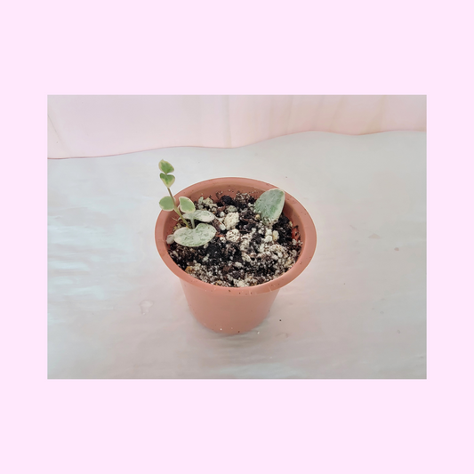 Small string of hearts potted plant on a light surface with a pink border